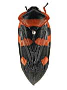 sp19ヨロイアワフキ