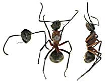 sp8�g�Q�A��w