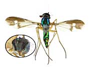 ge5アシナガバエ♀