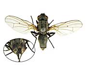 ge4トゲハネバエ♀