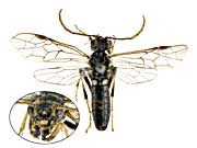 サッポロニスアシナガハバチ♂