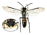 ホッカイドニスコシホソハバチ♂