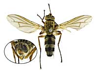 ge33ヤドリバエ♀