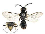 ge5アリマキバチ♀