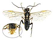 sp3�R�V�z�\�n�o�`��