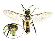 サッポレンシスコシホソハバチ♂