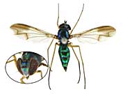 ネブロススマダラアシナガバエ♀