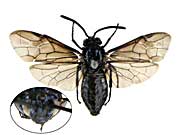 sp2�`���E�����W��