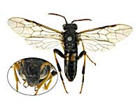 ge41�n�o�`��