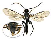 ge94�q���o�`��