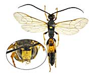 ge96�q���o�`��