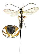 ge95�q���o�`��