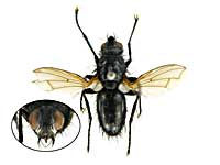 トレムラツヤナガハリバエ♀