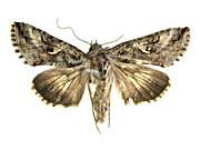 ガッマタンポキンウワバ♀表