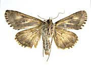 ガッマタンポキンウワバ♀裏