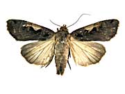 C-ニグルムタンボヤガ♀表