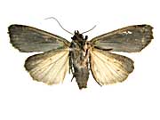 C-ニグルムタンボヤガ♀裏