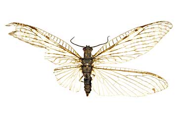 コンティネンタリスクロスジヘビトンボ