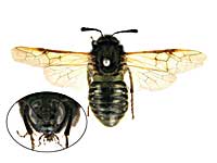 ヤポニカルリコンボウハバチ♀