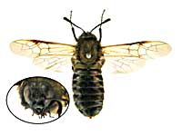 ヤポニカルリコンボウハバチ♂