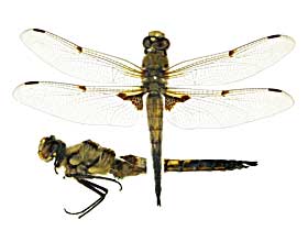 �N�A�h���}�N���^���c�{�V�g���{��