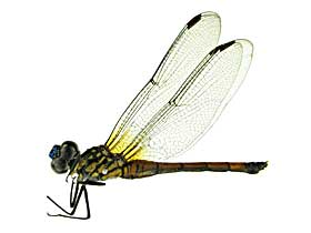 �C���V�O�j�X�z�\�A�J�g���{��