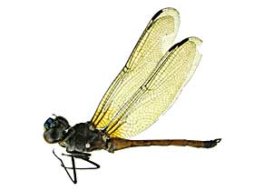 �C���V�O�j�X�z�\�A�J�g���{��