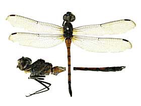 �C���V�O�j�X�z�\�A�J�g���{��