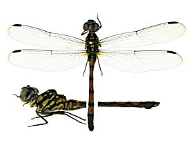 �C���V�O�j�X�z�\�A�J�g���{��