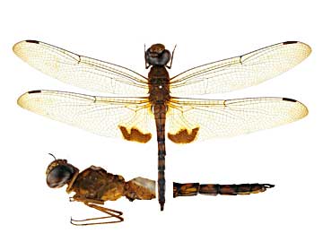 �N���P�E�X�I�I�L�C���g���{��