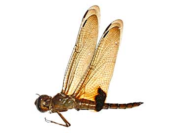 �N���P�E�X�I�I�L�C���g���{��