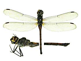 �C���V�O�j�X�z�\�A�J�g���{��