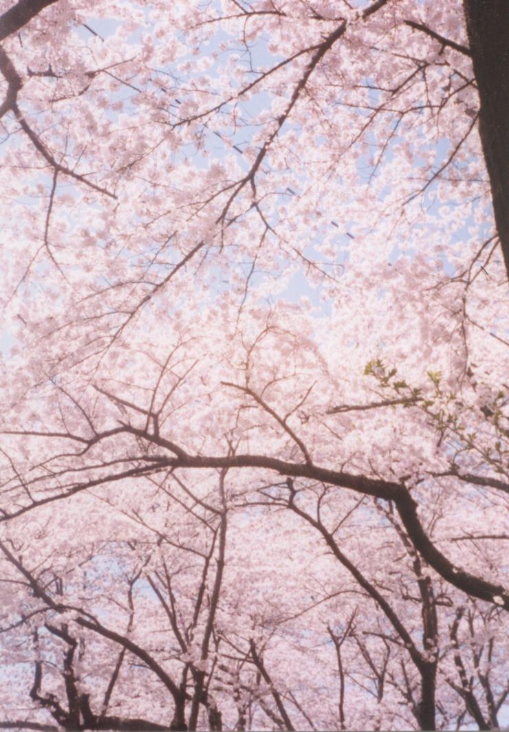 �s���N�F�̉_