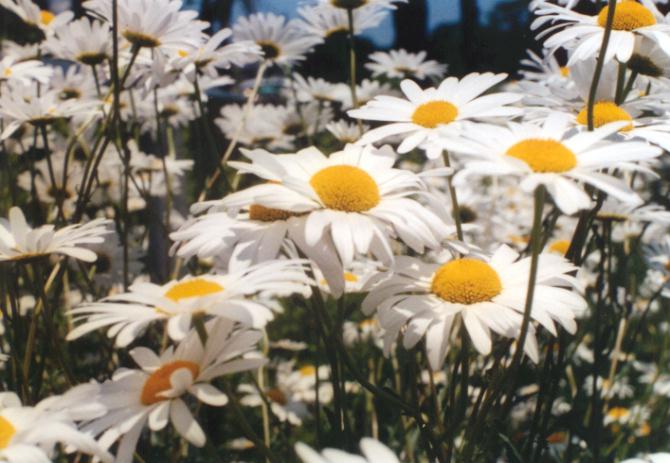 �m�X�E�^�@�E���W�A