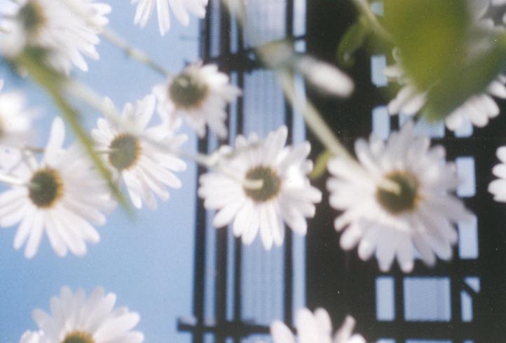 マーガレットマーガレット