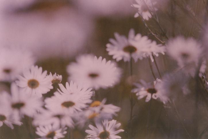 さらさらとふわふわと