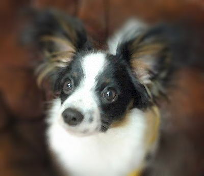 �l�@�A�[�X����