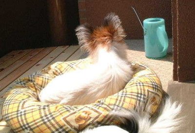 �V�g�̉H��