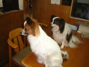 �s�N�V�[�������