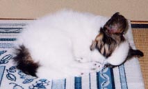 �����̂�����