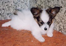 �����ėV�ڂ����ȁH