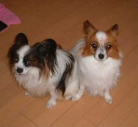 �s�N�V�[�����邒