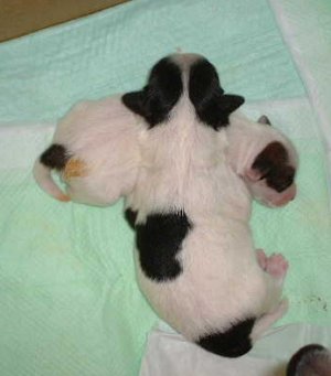 ���[�����A�[�X