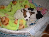 �����Q���ł���