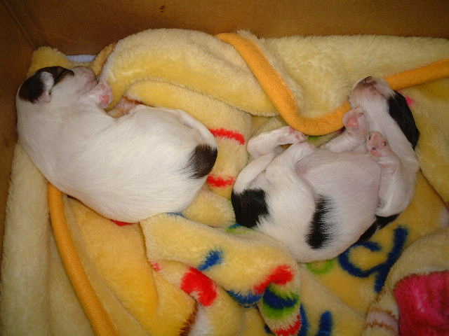 �A�[�X�����[��