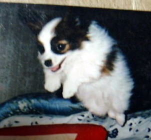 �s�N�V�[�W�����v�I