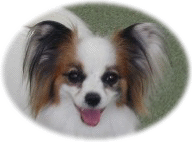 �v���i�����