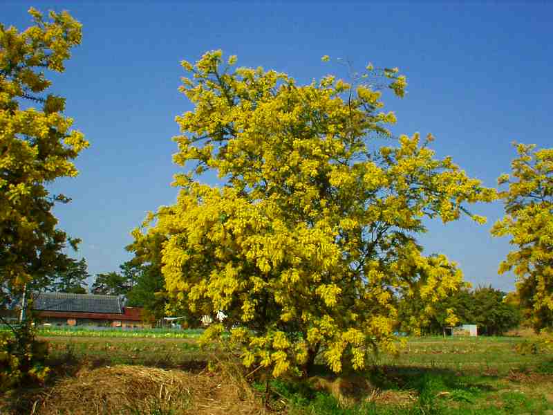 2002年3月のアカシア 2002年3月のアカシア