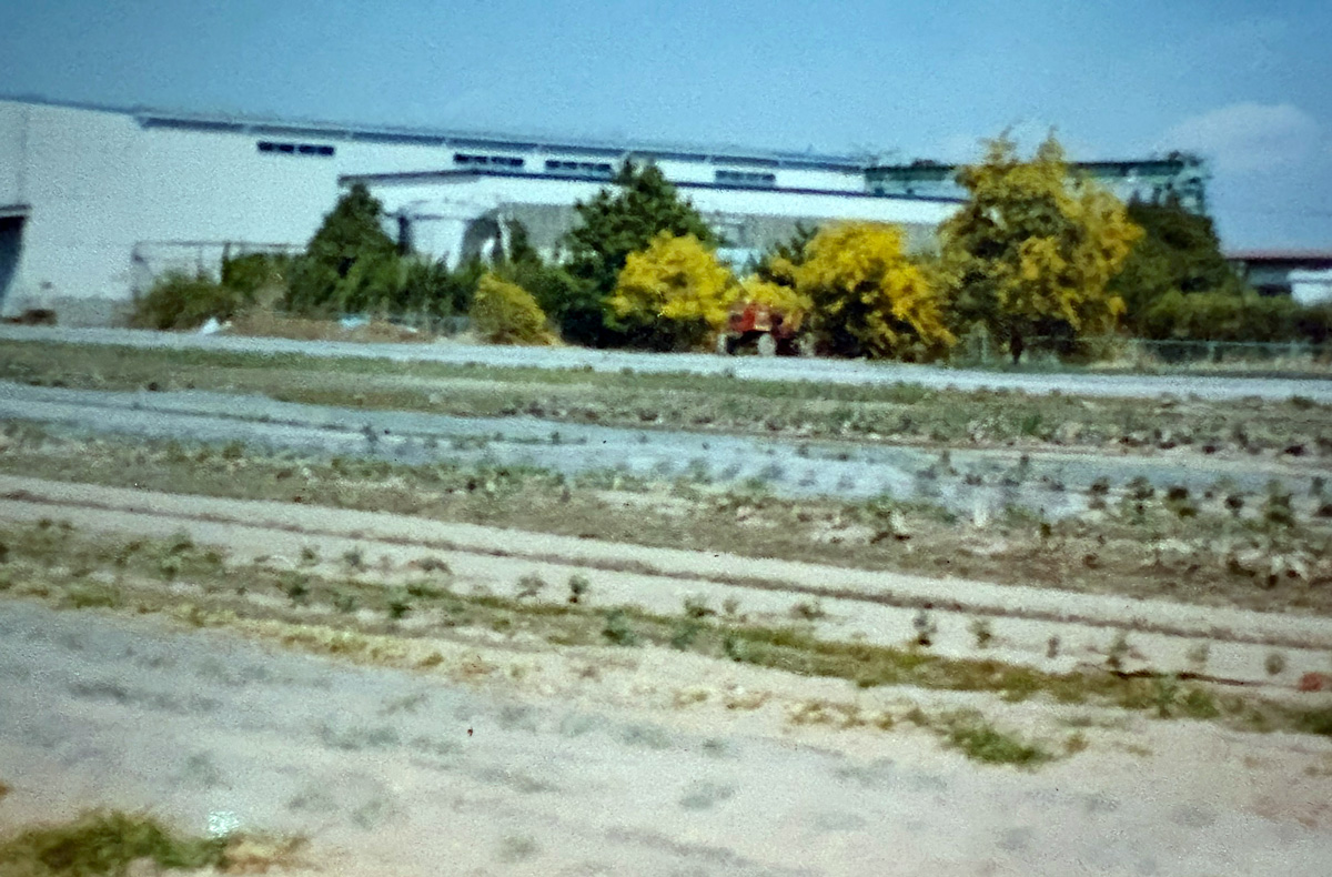1998年頃のとーと畑 奥には今はなきセメント工場も写っている。その手前にはアカシアの樹があった 1998年頃のとーと畑 奥には今はなきセメント工場も写っている。その手前にはアカシアの樹があった