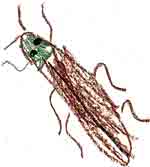 長女の描いた虫の挿絵